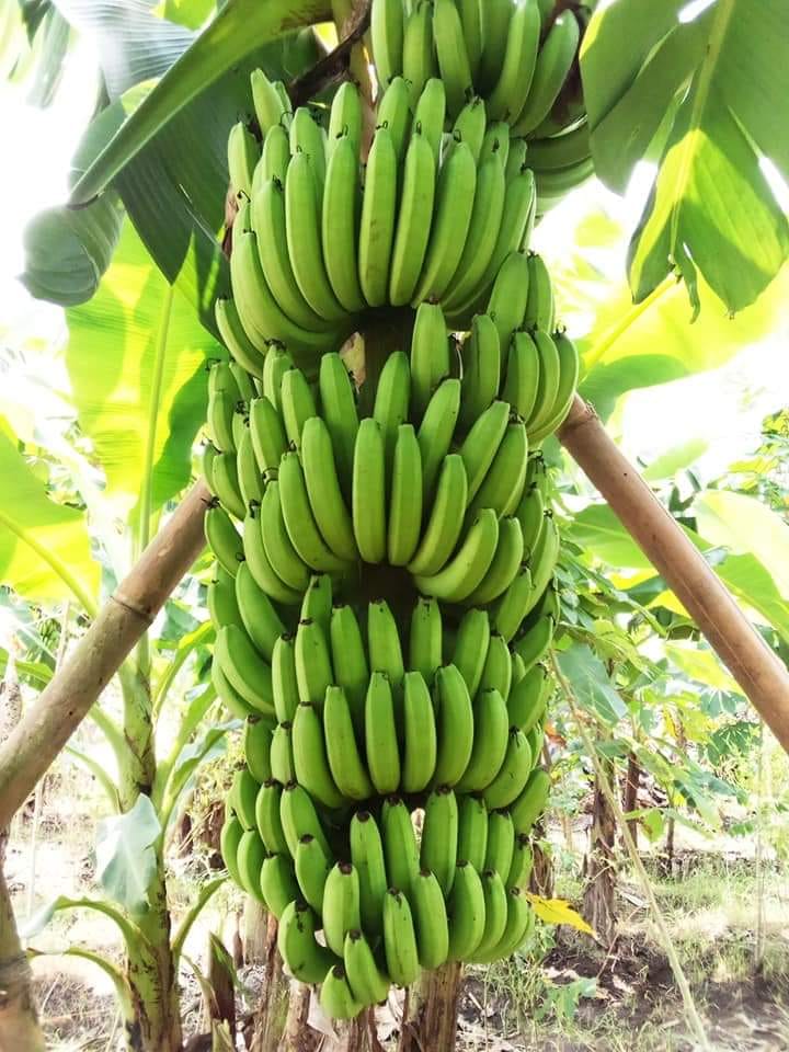 Pisang Cavendish